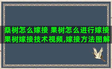 桑树怎么嫁接 果树怎么进行嫁接果树嫁接技术视频,嫁接方法图解